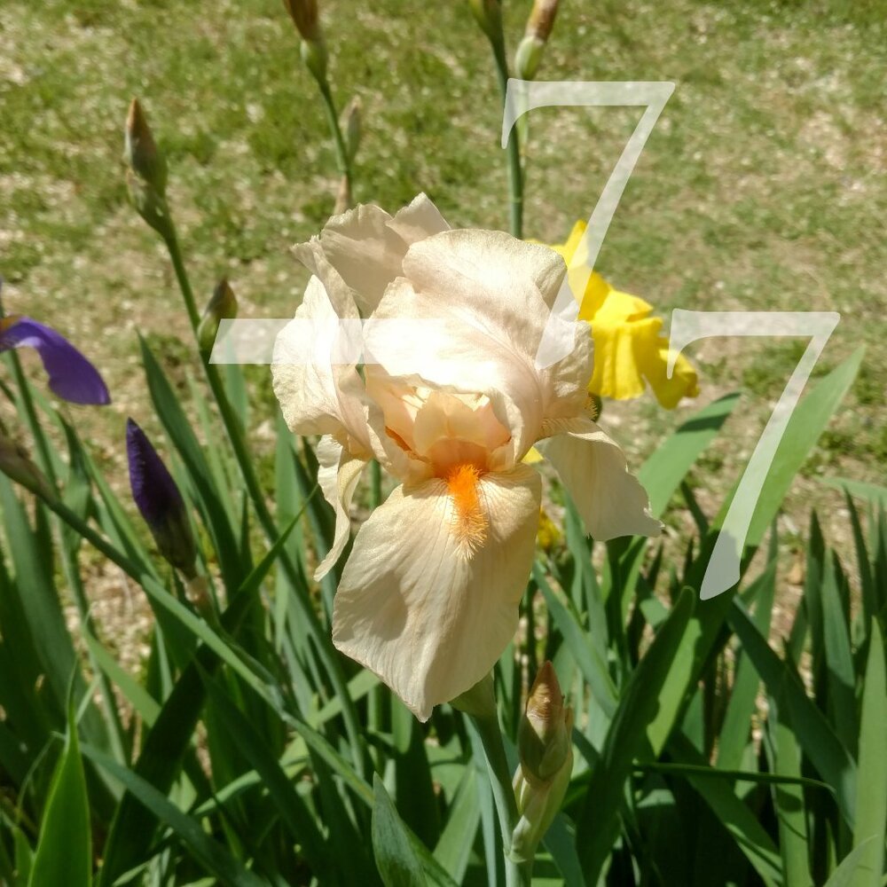 🌱  25 Mixed Tall German Bearded Iris Flower Bulb SEEDS  🌱 - Picture 8 of 9